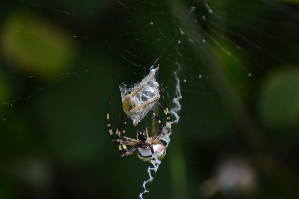 Argiope bruennichi - Colbassano (PG)